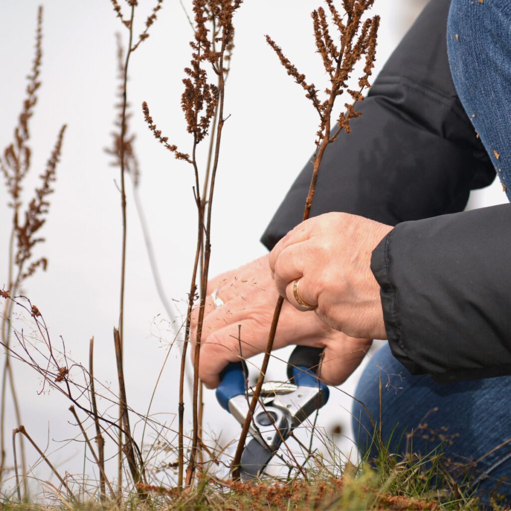 Fall Clean-Up Cutting Perennials Back in lancaster county