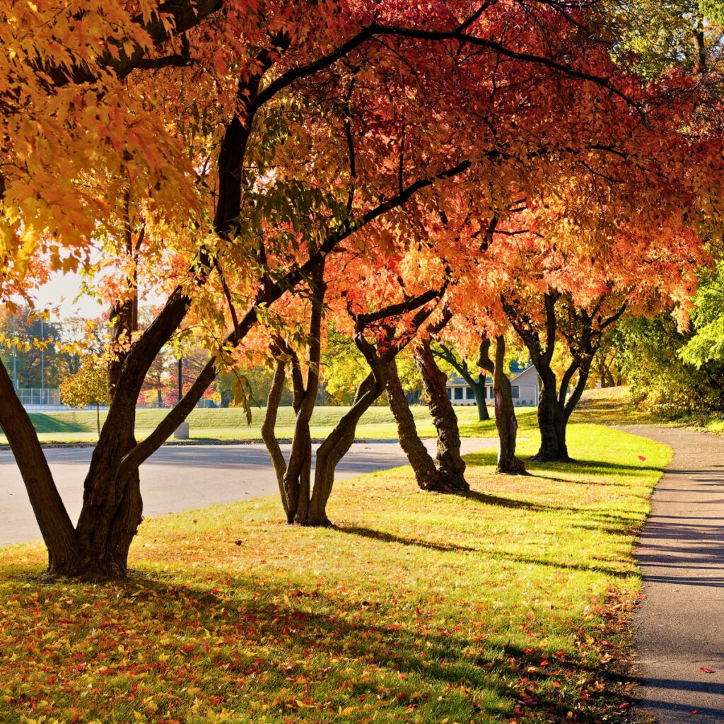 fall clean up company