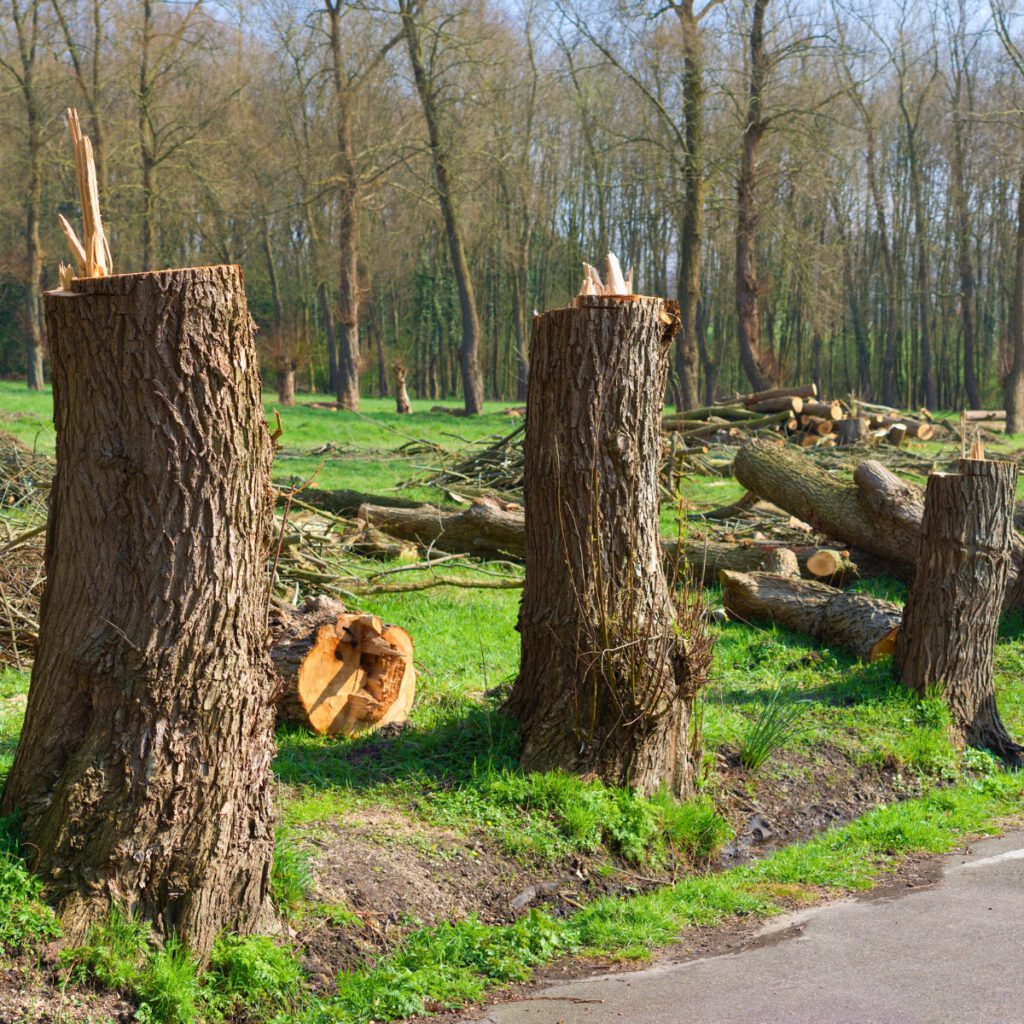 stump removal company in lancaster pa