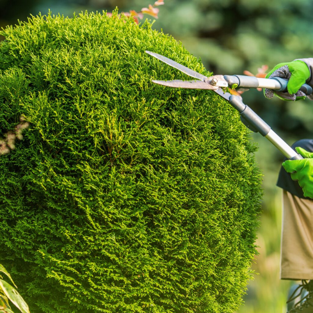 tree maintenance service in lancaster pa