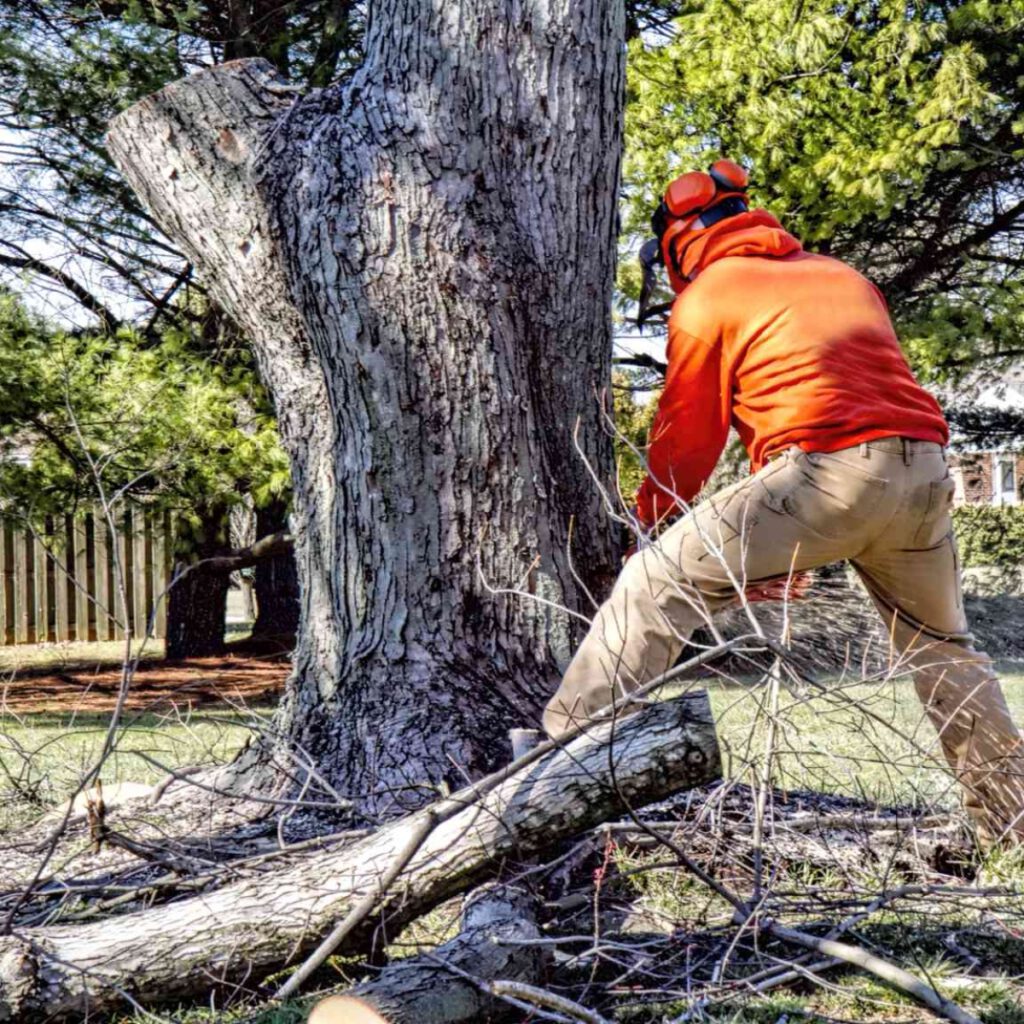 tree removal services in lancaster county